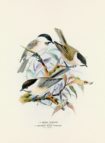 Vintage Bird illustracion. An exquisite 19th-century depiction of  European birds found in an antique book about birds.