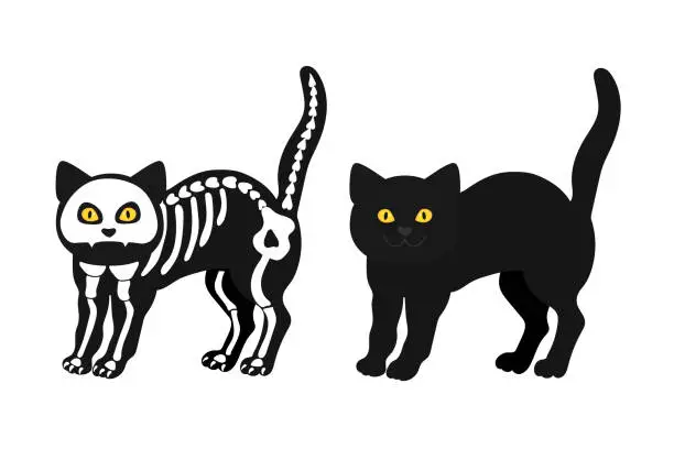 Vector illustration of Skeleton cat with a black cat isolated on a white background. Halloween art. Vector illustration