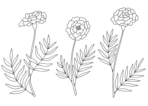 Marigold flower graphic black white isolated sketch illustration vector