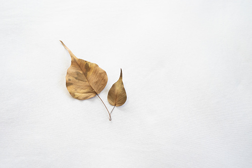 Dry leaf on isolated background