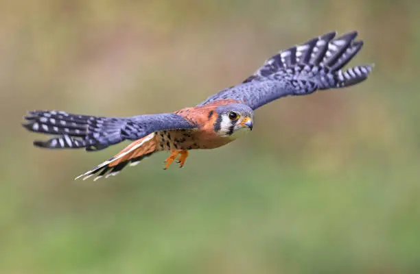 American Kestrel flying on green background, Montreal, Canada