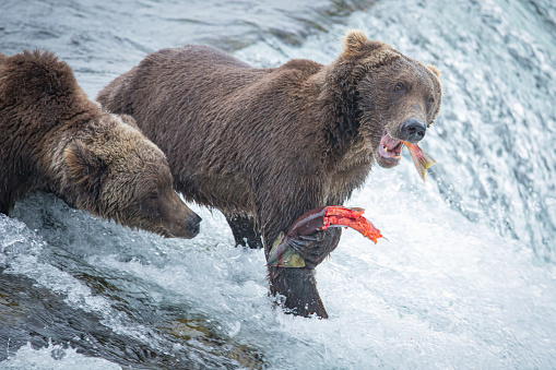 Brown bears eating a salmon at the Brooks falls in Katmai National park, Alaska