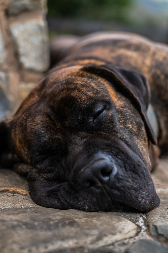 Portrait of Dogo Canario or Presa Canario a dog originated in the Canary Islands, Spain lying down having a rest