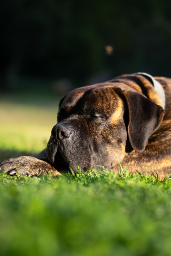 Portrait of Dogo Canario or Presa Canario a dog originated in the Canary Islands, Spain lying down in the grass evolved in the nature