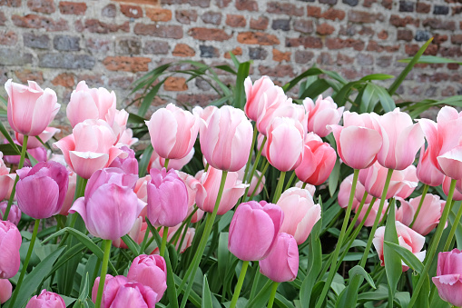 Soft pink triumph Tulip Apricot Pride  and purple purple pride in flower