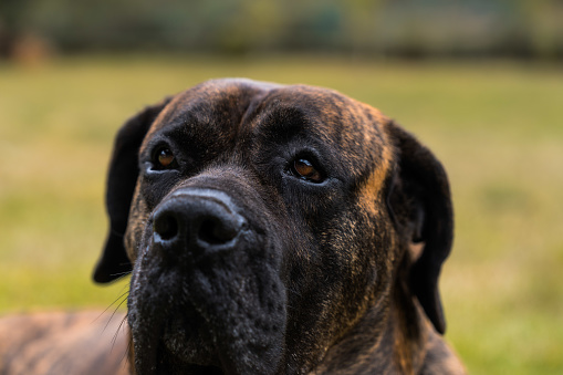 Portrait of Dogo Canario also called Presa Canario a dog originated in the Canary Islands, Spain in the nature