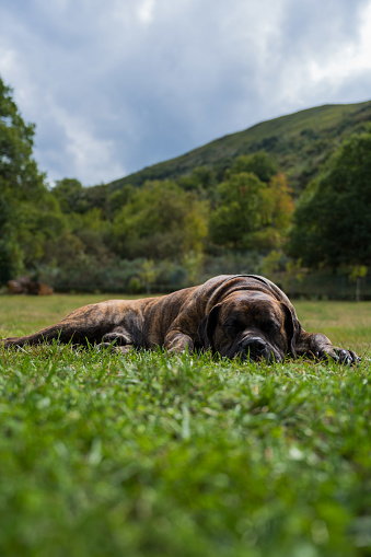 Portrait of Dogo Canario or Presa Canario a dog originated in the Canary Islands, Spain lying down in the grass evolved in the nature