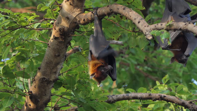 Lyle's flying fox hanging on tree in tropical rainforest.