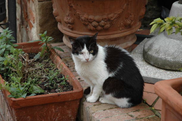Black white cat