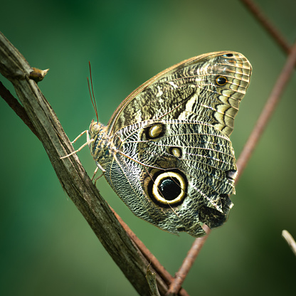 Owl Butterfly in Manuel Antonio
