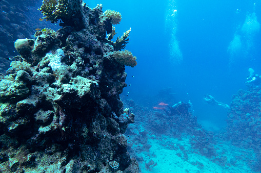 Divers in the coral reef, red sea off shore of Yanbu, Saudi Arabia