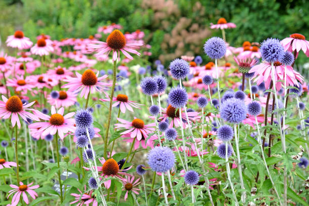 istock Blue Echinops globe thistle, Echinacea 'Pink Parasol' and Echinacea pallida 'pale purple' coneflowers in bloom. 1697142927