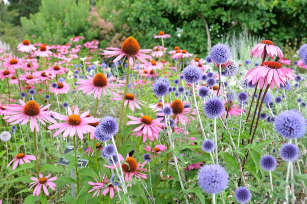 istock Blue Echinops globe thistle, Echinacea 'Pink Parasol' and Echinacea pallida 'pale purple' coneflowers in bloom. 1697142931