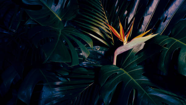 istock tropical flower on green leaves background 1697143594
