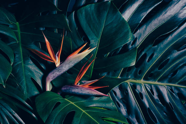 istock tropical flower on green leaves background 1697143608