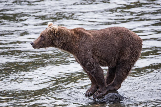 istock Brown bear standing on a rock, katmai national park, Alaska 1697144195