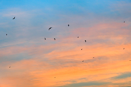 Uccelli che volano nell'ora del tramonto