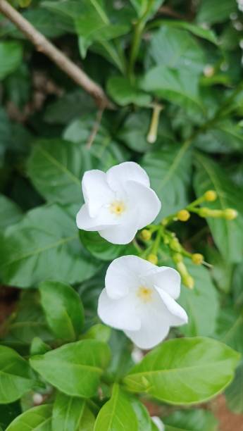 istock Indian Language Gundu Malli is a flower tree 1697144561