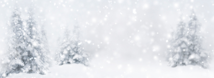 Blurred winter background with fir trees in winter with snowfall