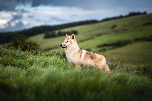 Arctic wolf cub in the highlands during a cloudy evening