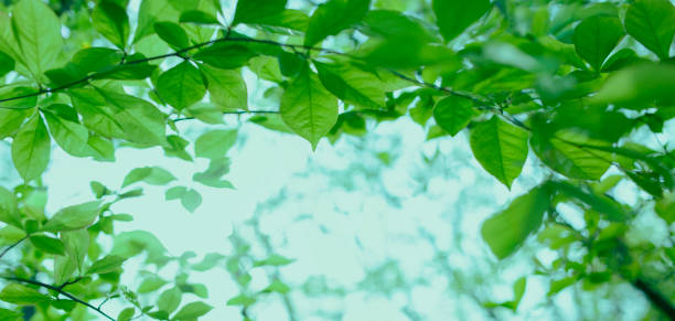 istock green leaves banner 1697146634
