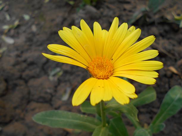 istock Top view of Yellow Daisy flower (Field Marigold) 1697146652