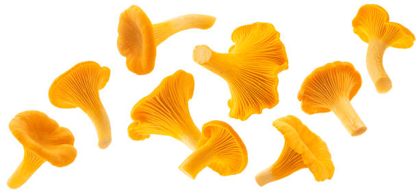 Falling Chanterelle mushrooms isolated on white background