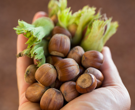 The famous Turkish hazelnuts.  Hazelnut harvest time near plan man holding organic raw nuts.