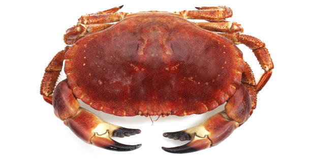 istock Edible Crab, cancer pagurus against White Background 1697148265