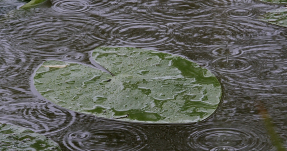 Rain on Pond, Normandy in France