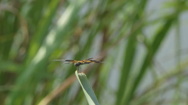 Dragonfly perching on branch in wetland.