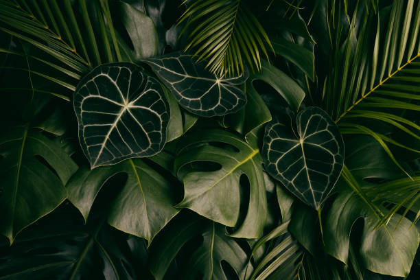 tropical leaf, ornamental plant, green nature background