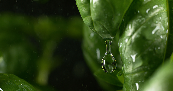 Rain falling Basilisk, Ocimum basilicum, Normandy