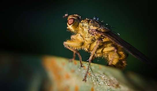 This fly is blowing bubbles after feeding on nectar in order to cool down its body temperature