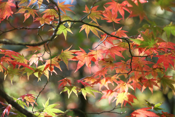 kolorowe czerwone i żółte jesienne liście acer palmatum, powszechnie znany jako klon japoński, klon palmowy lub klon japoński gładki. - maple japanese maple leaf autumn zdjęcia i obrazy z banku zdjęć