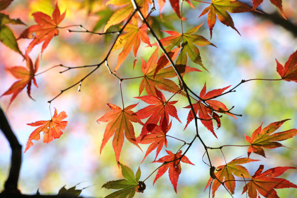 kolorowe czerwone i żółte jesienne liście acer palmatum, powszechnie znany jako klon japoński, klon palmowy lub klon japoński gładki. - maple japanese maple leaf autumn zdjęcia i obrazy z banku zdjęć