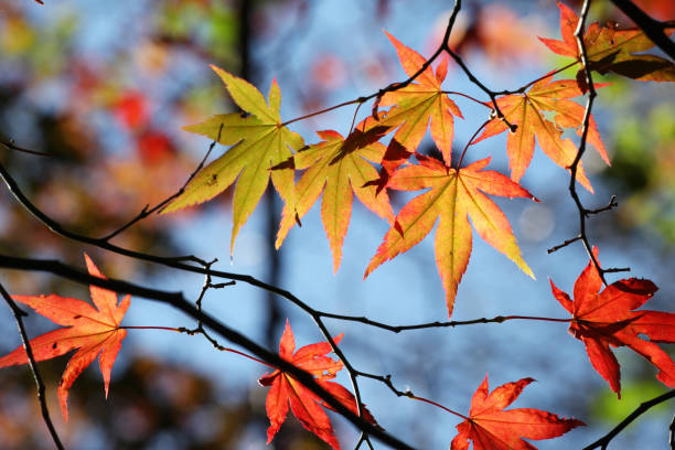 kolorowe czerwone i żółte jesienne liście acer palmatum, powszechnie znany jako klon japoński, klon palmowy lub klon japoński gładki. - maple japanese maple leaf autumn zdjęcia i obrazy z banku zdjęć