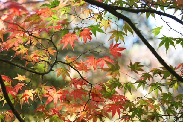 kolorowe czerwone i żółte jesienne liście acer palmatum, powszechnie znany jako klon japoński, klon palmowy lub klon japoński gładki. - maple japanese maple leaf autumn zdjęcia i obrazy z banku zdjęć