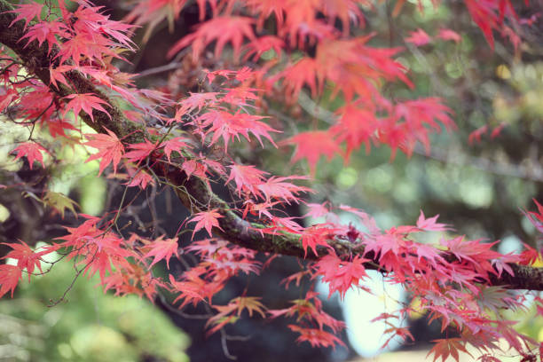 kolorowe czerwone i żółte jesienne liście acer palmatum, powszechnie znany jako klon japoński, klon palmowy lub klon japoński gładki. - maple japanese maple leaf autumn zdjęcia i obrazy z banku zdjęć