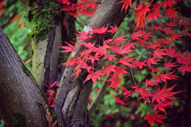 kolorowe czerwone i żółte jesienne liście acer palmatum, powszechnie znany jako klon japoński, klon palmowy lub klon japoński gładki. - maple japanese maple leaf autumn zdjęcia i obrazy z banku zdjęć