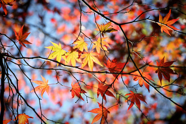 kolorowe czerwone i żółte jesienne liście acer palmatum, powszechnie znany jako klon japoński, klon palmowy lub klon japoński gładki. - maple japanese maple leaf autumn zdjęcia i obrazy z banku zdjęć