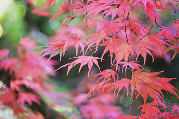 kolorowe czerwone i żółte jesienne liście acer palmatum, powszechnie znany jako klon japoński, klon palmowy lub klon japoński gładki. - maple japanese maple leaf autumn zdjęcia i obrazy z banku zdjęć