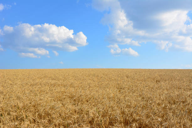 istock wheat field with heavy wheat ears and blue sky with clouds copy space 1697152564