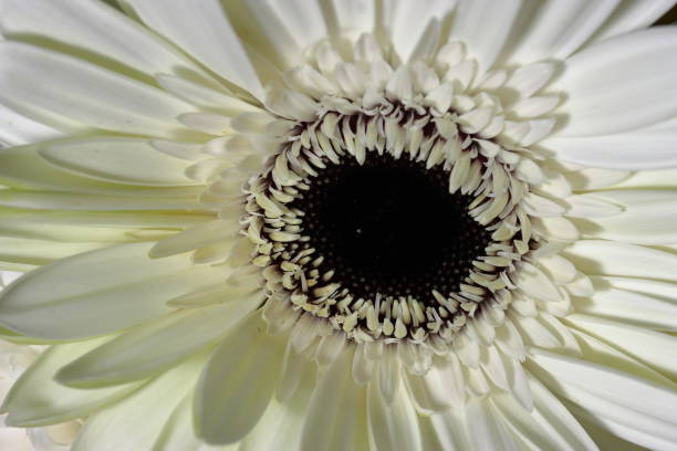 istock White gerbera flower isolated on dark background 1697152629