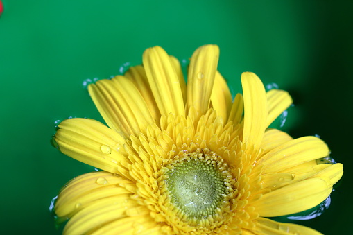 Beautiful colorful gerbera flowers on green background