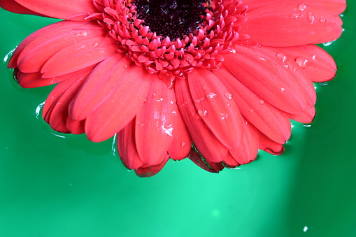 Beautiful colorful gerbera flowers on green background