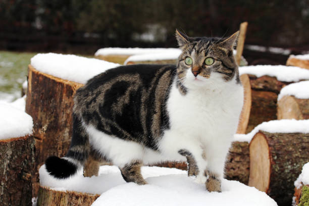 istock A young white-brown-black cat in winter in snow on tree trunks 1697171355