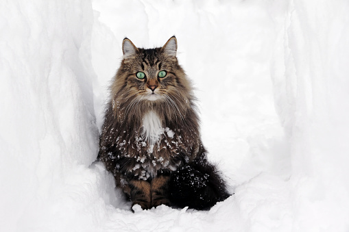 A pretty Norwegian Forest Cat in winter in the snow