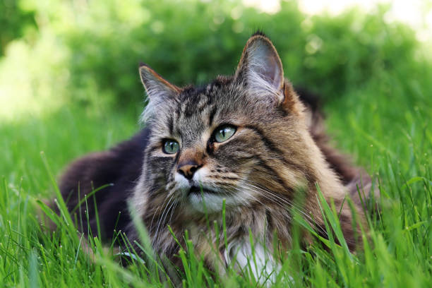 istock A Norwegian Forest Cat lying relaxed in the grass 1697171884