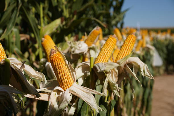 istock The view of growing corn in a field. 1697180761
